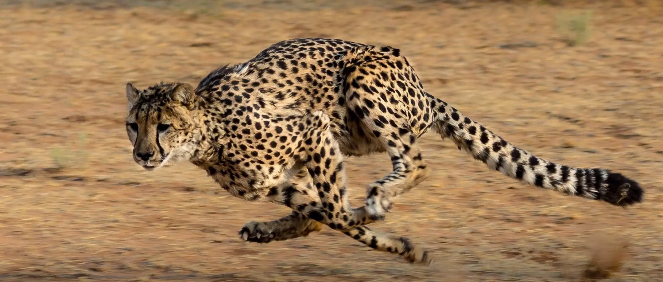 മിന്നലിന്‍റെ വേഗത, മനുഷ്യരുമായി ഇണങ്ങും; ചീറ്റപ്പുലിയുടെ പ്രത്യേകതകള്‍