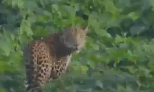 എറണാകുളം കാലടി പ്ലാന്റേഷനിൽ പുലിയിറങ്ങി