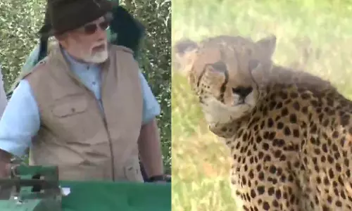 നമീബിയയിൽ നിന്നുള്ള ചീറ്റപ്പുലികളെ ദേശീയോദ്യാനത്തിൽ  തുറന്നുവിട്ട് നരേന്ദ്രമോദി