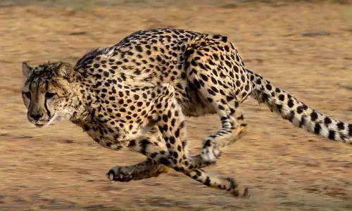 മിന്നലിന്‍റെ വേഗത, മനുഷ്യരുമായി ഇണങ്ങും; ചീറ്റപ്പുലിയുടെ പ്രത്യേകതകള്‍