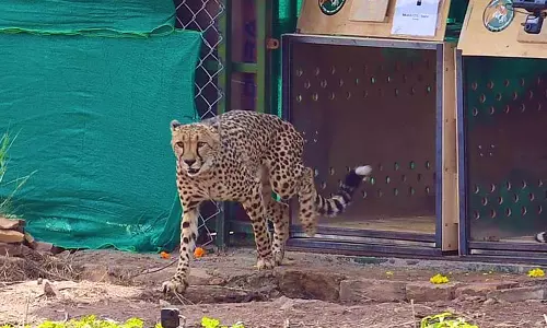 തുടങ്ങിയത് മൻമോഹൻ, തുറന്നുവിട്ടത് മോദി; ഇന്ത്യ ചീറ്റകളെ വാങ്ങുന്നത് എന്തിനാണ്?