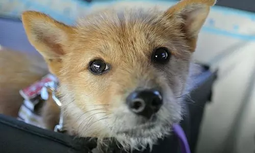 കുത്തിവെപ്പിനിടെ നായയുടെ കടിയേറ്റു; ലൈവ്സ്റ്റോക്ക്  ഇൻസ്‌പെക്ടർ ചികിത്സയിൽ