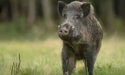 സ്കൂട്ടറില്‍ പോകുമ്പോള്‍ കാട്ടുപന്നി ആക്രമണം; തിരുവനന്തപുരത്ത് അമ്മക്കും മകള്‍ക്കും പരിക്ക്