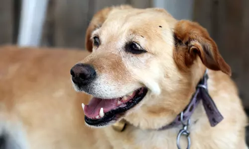 നായ കടിച്ചാൽ ചെയ്യേണ്ടതെന്ത്?