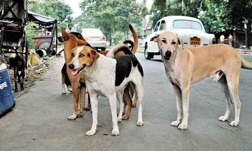 ആലപ്പുഴയിൽ നായക്കൂട്ടത്തിന്റെ ആക്രമണം: ആടുകളെയും കോഴികളെയും കടിച്ചു കൊന്നു