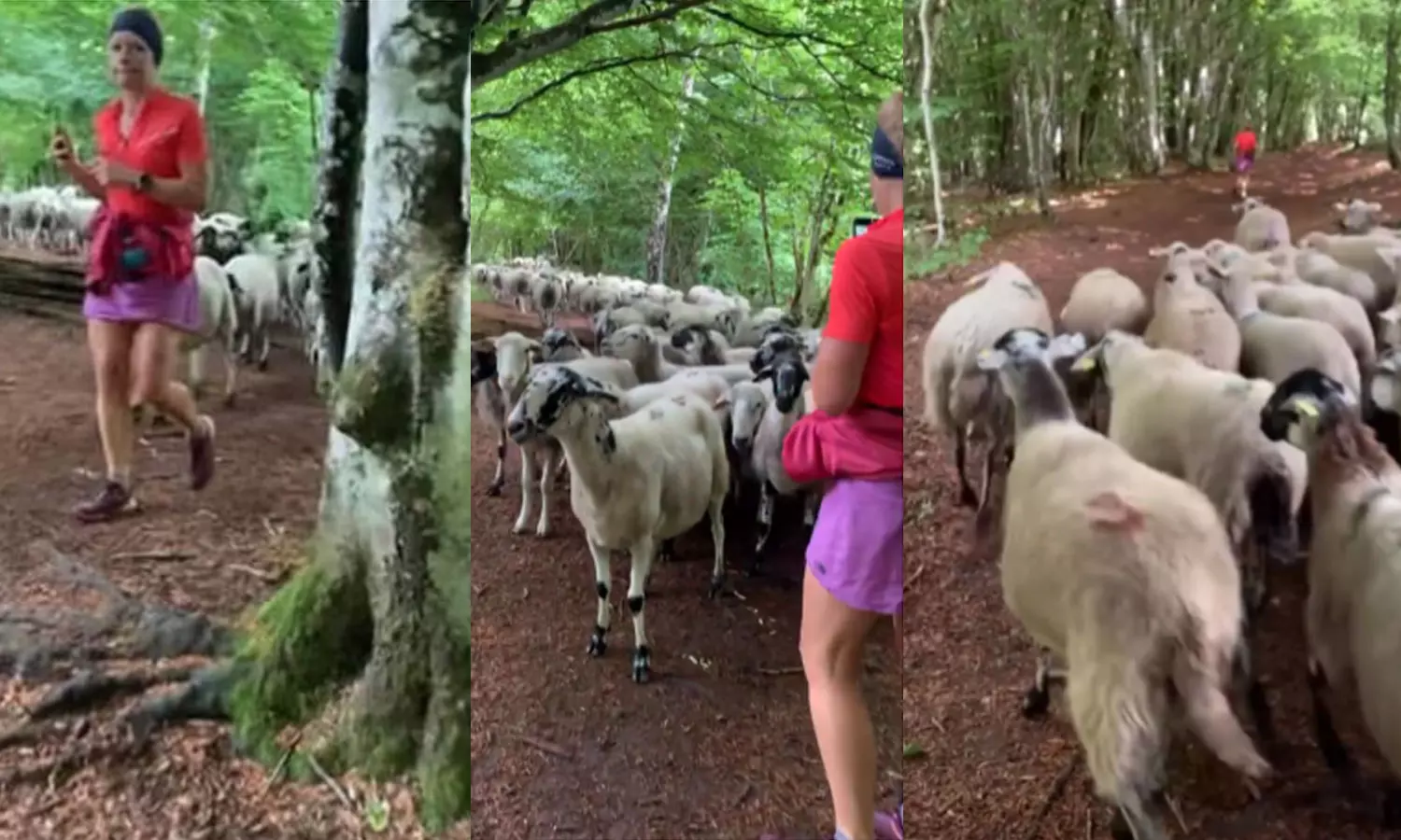 പരിശീലന ഓട്ടവുമായി പര്വതാരോഹക; പിന്നാലെ ഓടി ആട്ടിൻകൂട്ടം പരിശീലന ഓട്ടവുമായി പര്വതാരോഹക; പിന്നാലെ ഓടി ആട്ടിൻകൂട്ടം