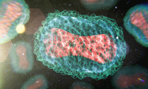 രാജ്യത്ത് കുരങ്ങുപനി വീണ്ടും: ഡൽഹിയിൽ നൈജീരിയൻ യുവതിക്ക് രോഗബാധ