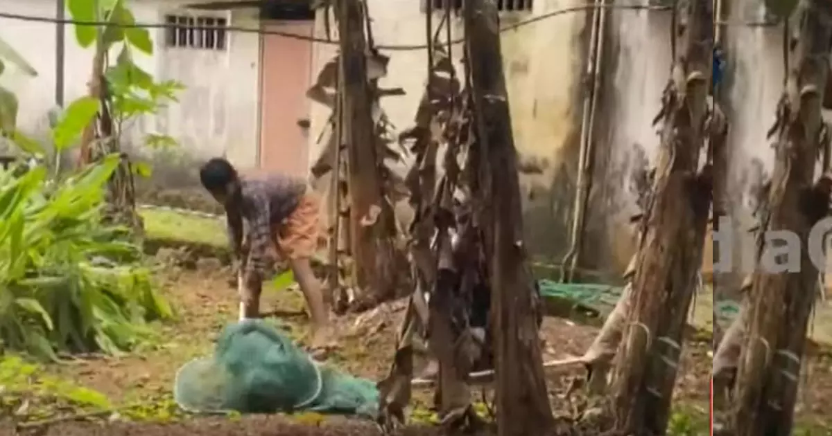 വീട്ടുവളപ്പിൽ കയറിയ പേ ബാധിച്ച നായയെ നാലുമണിക്കൂറിനൊടുവിൽ സാഹസികമായി പിടികൂടി