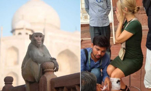 താജ്മഹൽ കാണാനെത്തിയ സ്പാനിഷ് യുവതിയെ കുരങ്ങുകൾ ആക്രമിച്ചു;  10 ദിവസത്തിനിടെ നാലാമത്തെ സംഭവം