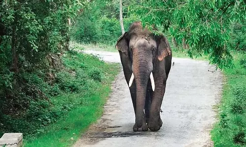 പാലക്കാട്ട് കാട്ടാന ആക്രമണം; കർഷകന് ഗുരുതര പരിക്ക്