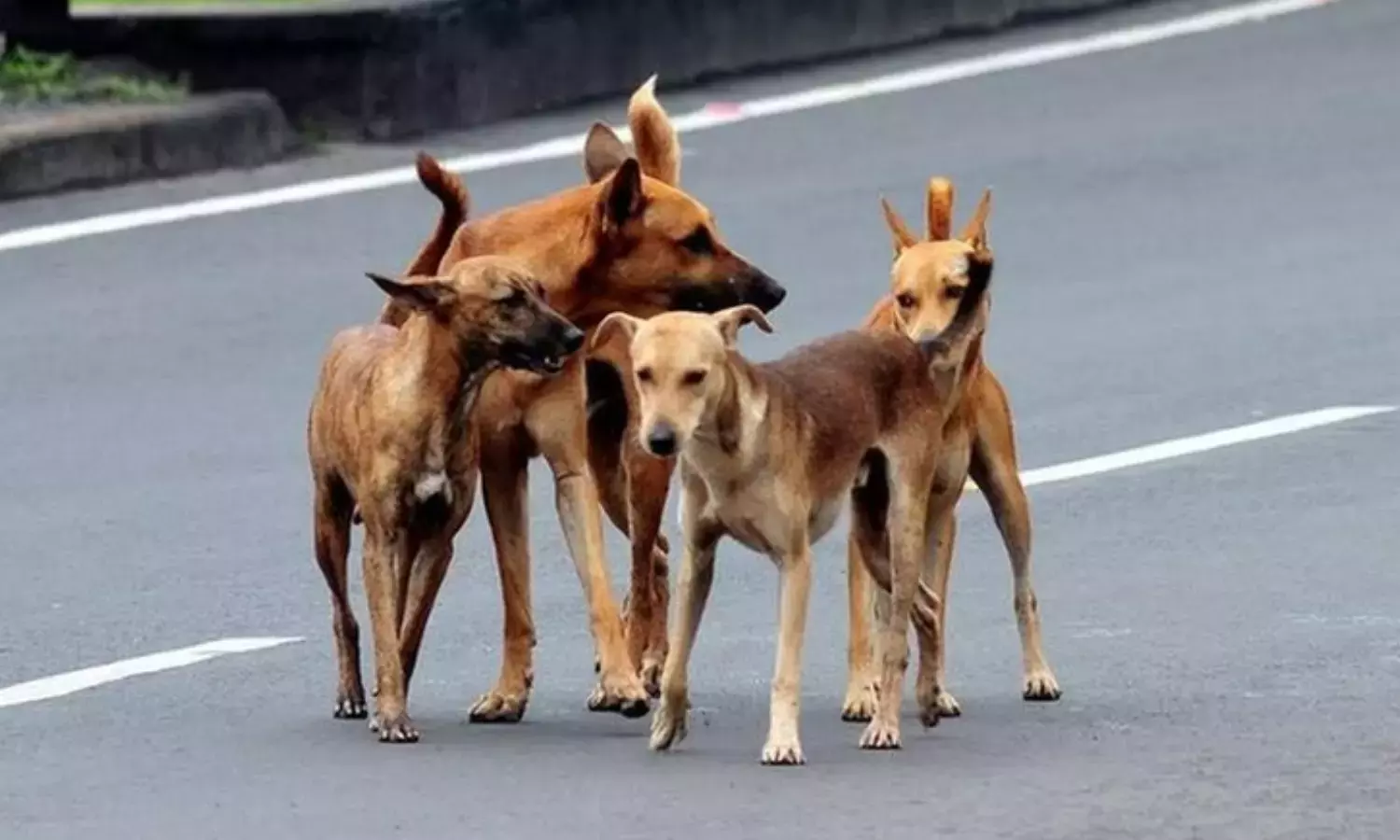 തെരുവുനായ ശല്യത്തിനെതിരായ കർമ്മ പദ്ധതി: പരാതികളുമായി വിവിധ തദ്ദേശ സ്ഥാപനങ്ങള്‍