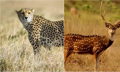 ചീറ്റകൾക്ക് ഇരയായി രാജസ്ഥാനിലെ പുള്ളിമാനുകൾ; പ്രതിഷേധങ്ങൾ തള്ളി മധ്യപ്രദേശ് സർക്കാർ