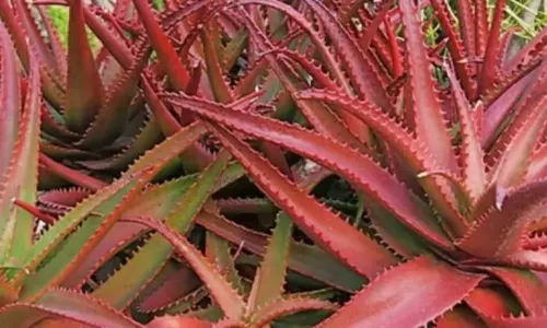 പിങ്ക് കറ്റാർവാഴ; മുഖ സൗന്ദര്യത്തിന്റെ കൊറിയൻ സൂത്രവിദ്യ