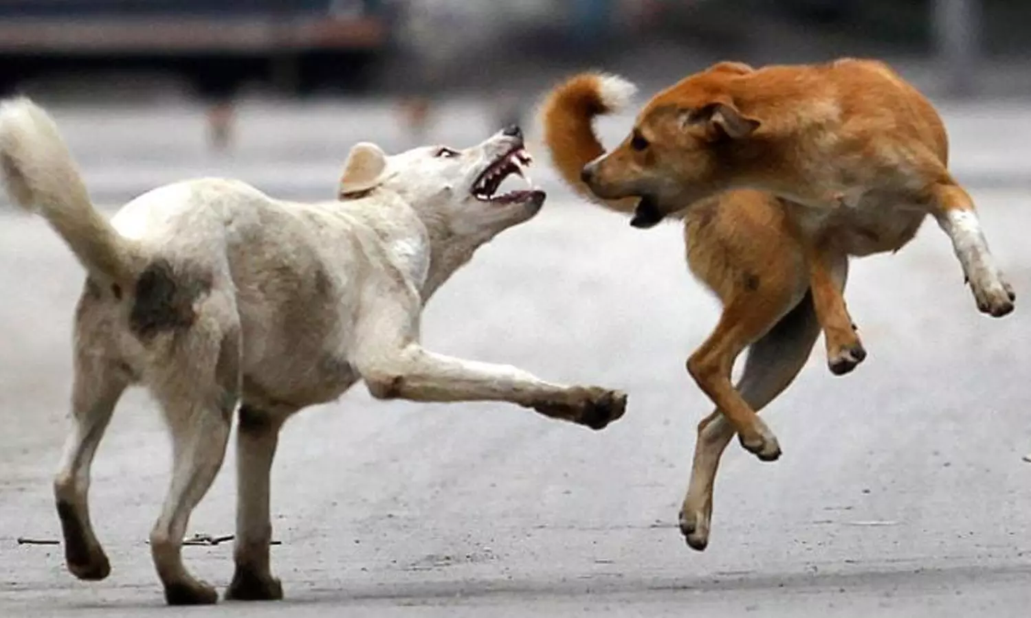 കൊല്ലത്ത് ഓട്ടോറിക്ഷ ഡ്രൈവർക്ക് തെരുവ് നായയുടെ കടിയേറ്റു കൊല്ലത്ത് ഓട്ടോറിക്ഷ ഡ്രൈവർക്ക് തെരുവ് നായയുടെ കടിയേറ്റു