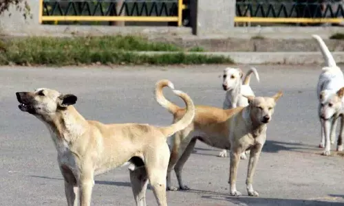 തെരുവു നായ്ക്കൾക്ക് മെഗാ വാക്‌സിനേഷൻ ഡ്രൈവ്