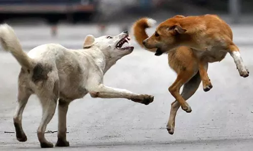 കൊല്ലത്ത് ഓട്ടോറിക്ഷ ഡ്രൈവർക്ക് തെരുവ് നായയുടെ കടിയേറ്റു