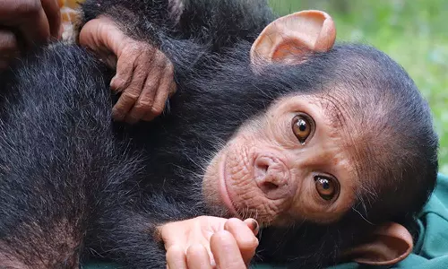 ചിമ്പാൻസിക്കുഞ്ഞുങ്ങളെ തട്ടിക്കൊണ്ടുപോയി; പണം നൽകിയില്ലെങ്കിൽ കൊന്നുകളയുമെന്ന് ഭീഷണി
