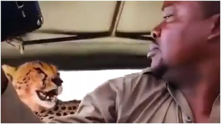 ചീറ്റയ്ക്കൊപ്പം സെല്‍ഫി; കുറച്ചു ഓവറായില്ലേ എന്ന് സോഷ്യല്‍മീഡിയ