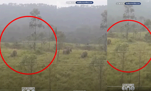 കാട്ടാനക്കൂട്ടത്തെ പേടിച്ച് കർഷകൻ മരത്തിനു മുകളിൽ കയറിയിരുന്നത് ഒന്നര മണിക്കൂർ