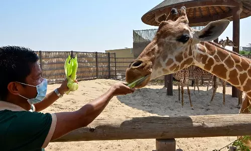 ദുബൈ സഫാരി പാർക്ക് നാളെ തുറക്കും; ഇക്കുറി പുതിയ കാഴ്ചകൾ