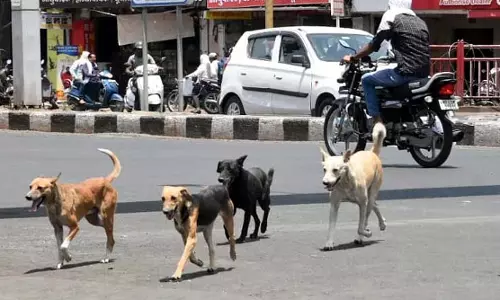 അക്രമകാരികളായ നായകളെ കൊല്ലാൻ അനുവദിക്കണം; കേരളം സുപ്രിംകോടതിയിൽ അക്രമകാരികളായ നായകളെ കൊല്ലാൻ അനുവദിക്കണം; കേരളം സുപ്രിംകോടതിയിൽ