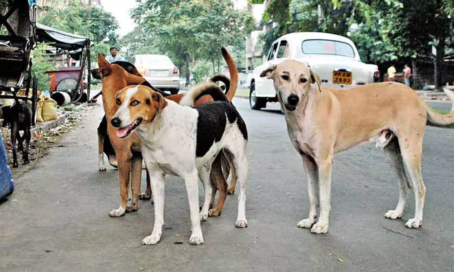 നായ സ്കൂട്ടറിന് കുറുകെ ചാടി ദമ്പതികൾക്ക് പരിക്ക്; കോട്ടയത്ത് ആറ് പേരെ കടിച്ചു