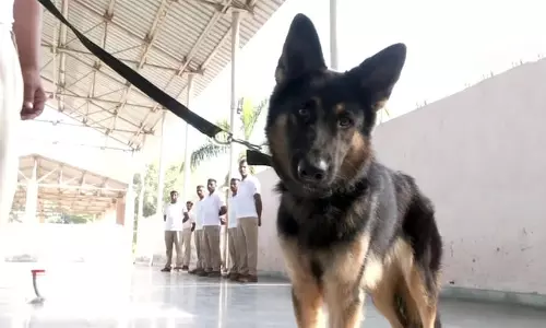 കുനോയിലെ ചീറ്റകള്‍ക്ക് കാവലാകാന്‍ സ്നിഫര്‍ ഡോഗ് സ്ക്വാഡ്