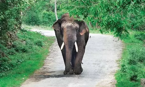 അട്ടപ്പാടിയിൽ കാട്ടാന ആക്രമണം; നാല് പേർക്ക് പരിക്ക്
