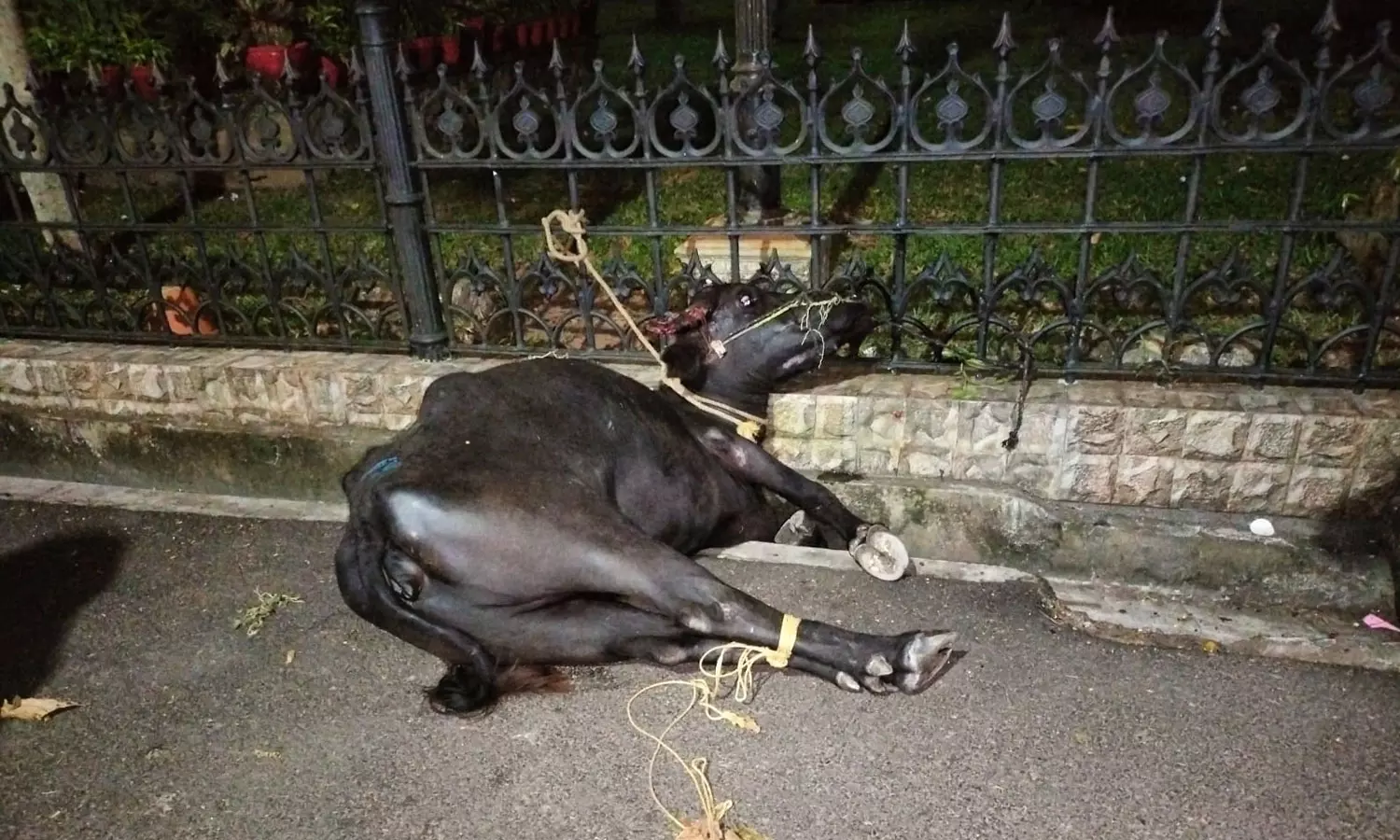 തിരുവനന്തപുരം നഗരത്തിൽ പോത്ത് വിരണ്ടോടി; ഒരാളെ കുത്തി തിരുവനന്തപുരം നഗരത്തിൽ പോത്ത് വിരണ്ടോടി; ഒരാളെ കുത്തി