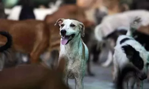 പൂച്ച കടിച്ചതിന് കുത്തിവെപ്പ് എടുക്കാനെത്തി; യുവതിയെ ആശുപത്രിക്കുള്ളില് വെച്ച് തെരുവുനായ കടിച്ചു പൂച്ച കടിച്ചതിന് കുത്തിവെപ്പ് എടുക്കാനെത്തി; യുവതിയെ ആശുപത്രിക്കുള്ളില് വെച്ച് തെരുവുനായ കടിച്ചു