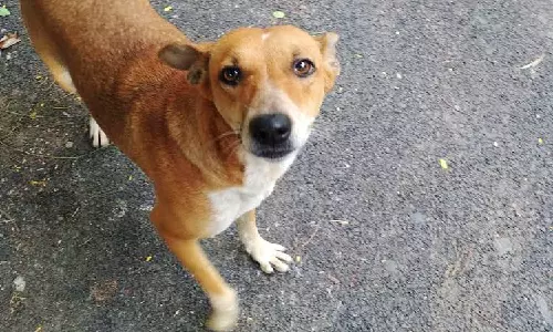 പൂച്ച കടിച്ചതിന് കുത്തിവെപ്പെടുക്കാനെത്തി; ആശുപത്രിയിൽ വെച്ച് യുവതിക്ക് തെരുവുനായയുടെ കടിയേറ്റു