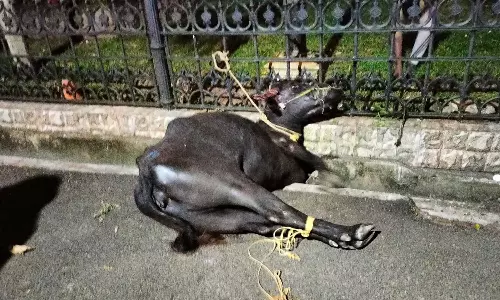 തിരുവനന്തപുരത്ത് മ്യൂസിയം വളപ്പിൽ പോത്ത് വിരണ്ടോടി; ഒരാൾക്ക് കുത്തേറ്റു