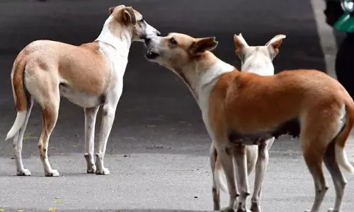 stray dogs attack stray dogs stray dogs attack stray dogs