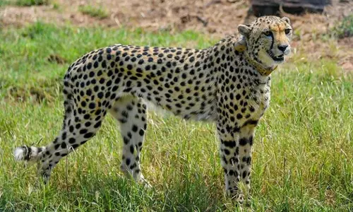 ആശ ചീറ്റക്ക് വിശേഷമെന്ന് വാർത്ത; നിഷേധിച്ച് നാഷണൽ പാർക്ക് അധികൃതർ