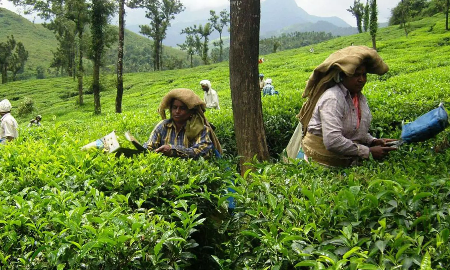 ശമ്പള പരിഷ്കരണത്തിന് നടപടികളില്ല: തോട്ടംതൊഴിലാളികൾ പ്രതിസന്ധിയിൽ; മൗനം തുടർന്ന് സംഘടനകൾ ശമ്പള പരിഷ്കരണത്തിന് നടപടികളില്ല: തോട്ടംതൊഴിലാളികൾ പ്രതിസന്ധിയിൽ; മൗനം തുടർന്ന് സംഘടനകൾ