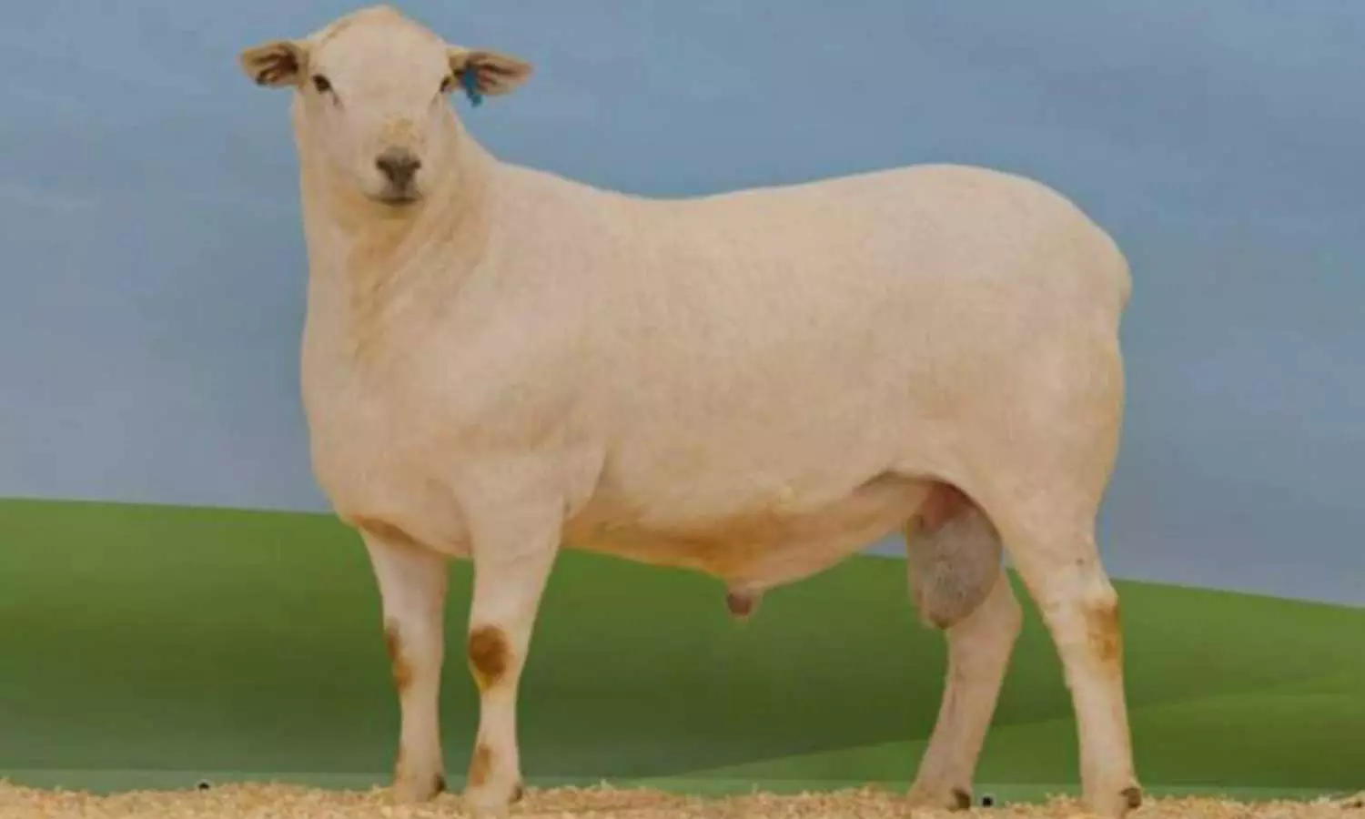 വിശ്വസിച്ചാലും ഇല്ലെങ്കിലും...! ഈ ആട് വിറ്റുപോയത് രണ്ടുകോടി രൂപയ്ക്ക്