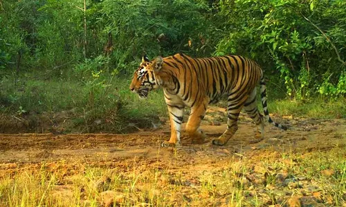 ഇടുക്കിയിലെ കടുവ ആക്രമണം; പിടികൂടാൻ കൂട് സ്ഥാപിച്ച് വനംവകുപ്പ്