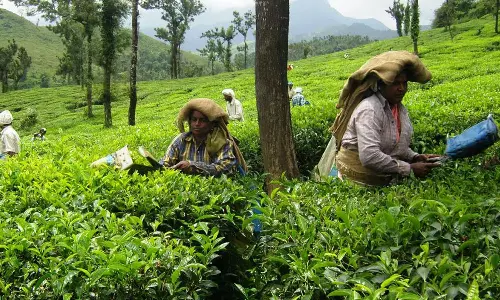 ശമ്പള പരിഷ്കരണത്തിന് നടപടികളില്ല: തോട്ടംതൊഴിലാളികൾ പ്രതിസന്ധിയിൽ; മൗനം തുടർന്ന് സംഘടനകൾ ശമ്പള പരിഷ്കരണത്തിന് നടപടികളില്ല: തോട്ടംതൊഴിലാളികൾ പ്രതിസന്ധിയിൽ; മൗനം തുടർന്ന് സംഘടനകൾ