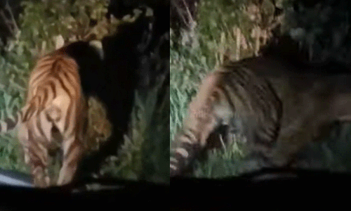 ഒടുവിൽ കുടുങ്ങി; മൂന്നാറിൽ പരിഭ്രാന്തി പരത്തിയ കടുവ പിടിയിൽ