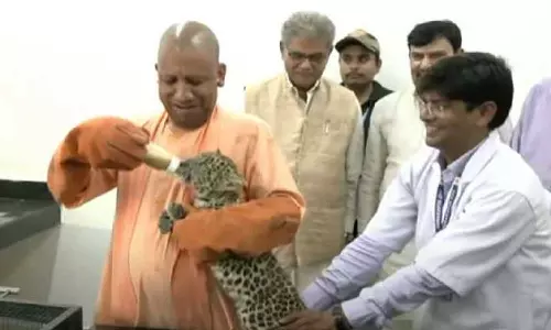 പുലിക്കുഞ്ഞുങ്ങൾക്ക് പാലൂട്ടി യോഗി ആദിത്യനാഥ്; വൈറലായി വീഡിയോ