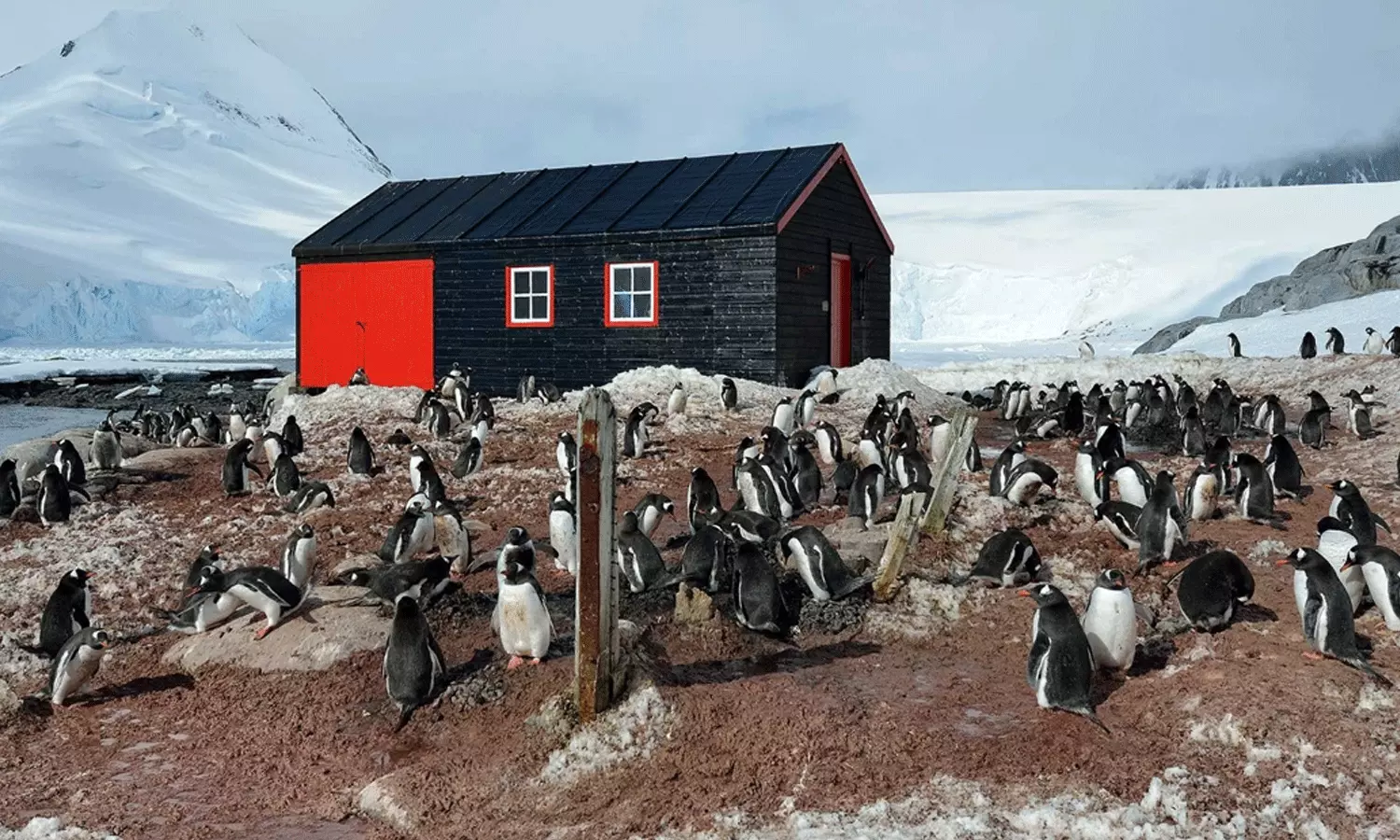 ലോകത്തെ ഏറ്റവും വിദൂര പോസ്റ്റ് ഓഫീസ് പ്രവർത്തിപ്പിക്കാനും പെൻഗ്വിനുകളെ എണ്ണാനും നാല് സ്ത്രീകൾ അന്റാർട്ടിക്കയിലേക്ക്