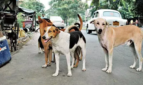 Dogs, Hyderabad