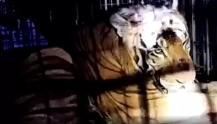 മൂന്നാറിൽ കെണിയിൽ അകപ്പെട്ട കടുവയെ കാട്ടില് തുറന്നു വിട്ടു മൂന്നാറിൽ കെണിയിൽ അകപ്പെട്ട കടുവയെ കാട്ടില് തുറന്നു വിട്ടു