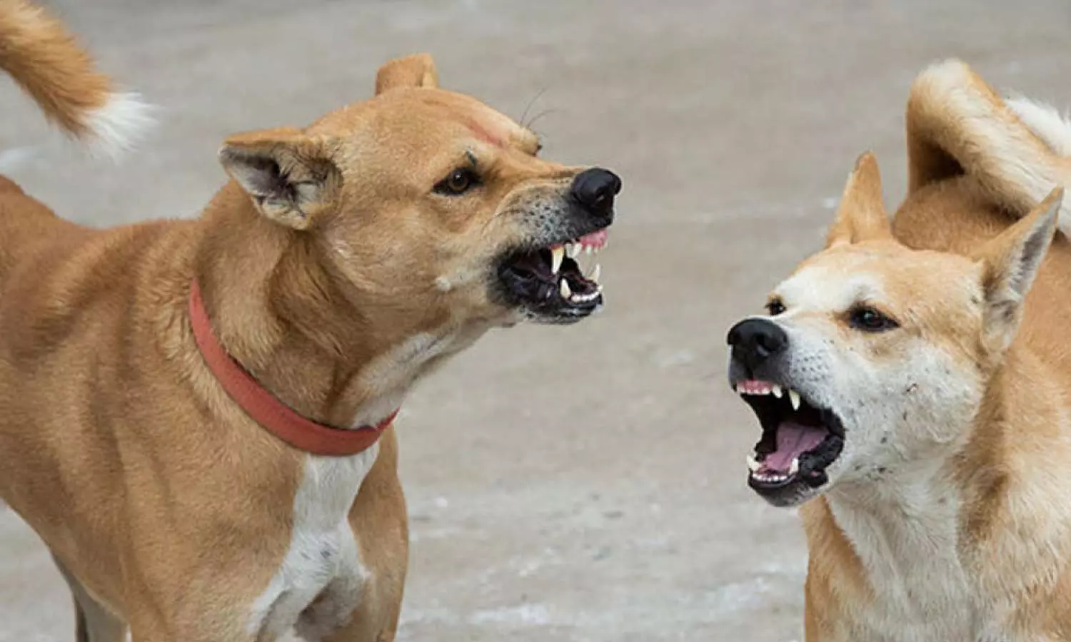 തിരുവനന്തപുരത്ത് തെരുവുനായ ആക്രമണം; 25 പേർക്ക് കടിയേറ്റു