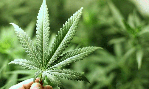 കഞ്ചാവ് കൈവശം വെക്കുന്നത് വലിയ തെറ്റൊന്നുമല്ല - തടവുകാർക്ക് മാപ്പ് നൽകി ബൈഡൻ കഞ്ചാവ് കൈവശം വെക്കുന്നത് വലിയ തെറ്റൊന്നുമല്ല - തടവുകാർക്ക് മാപ്പ് നൽകി ബൈഡൻ