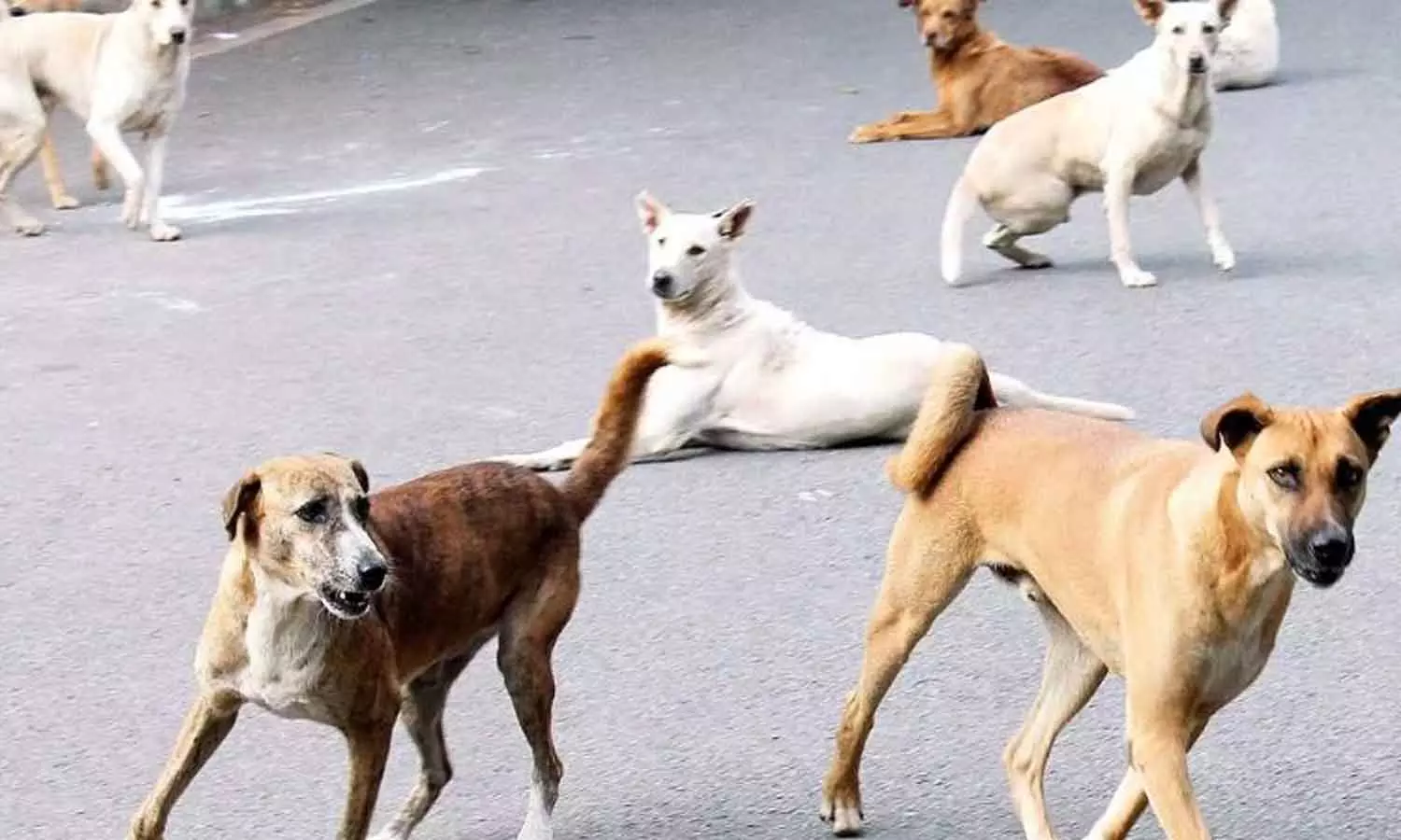 പാലക്കാട് നഗരത്തിൽ മുൻ എംഎൽഎ അടക്കം നാലുപേർക്ക് തെരുവ് നായയുടെ കടിയേറ്റു