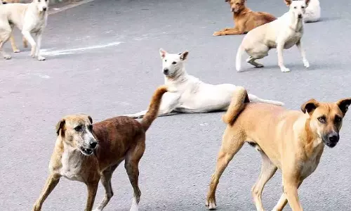 പാലക്കാട് നഗരത്തിൽ മുൻ എംഎൽഎ അടക്കം നാലുപേർക്ക് തെരുവ് നായയുടെ കടിയേറ്റു