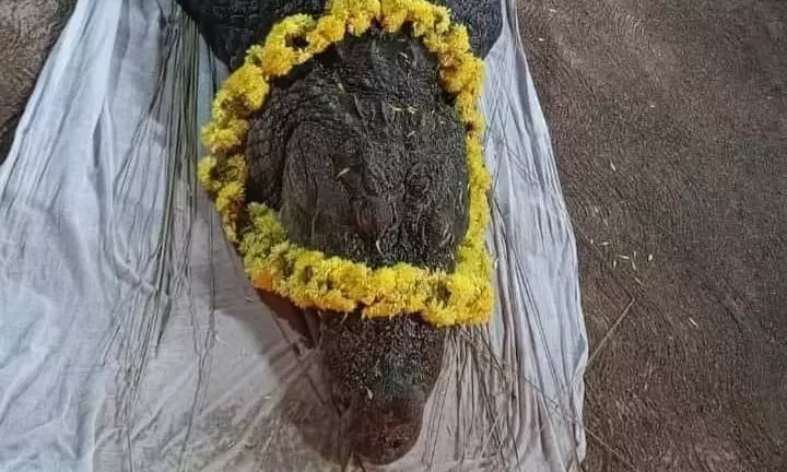 കാസര്കോട് അനന്തപത്മനാഭസ്വാമി ക്ഷേത്രത്തിലെ വെജിറ്റേറിയന് മുതല ബബിയ ഓര്മയായി കാസര്കോട് അനന്തപത്മനാഭസ്വാമി ക്ഷേത്രത്തിലെ വെജിറ്റേറിയന് മുതല ബബിയ ഓര്മയായി