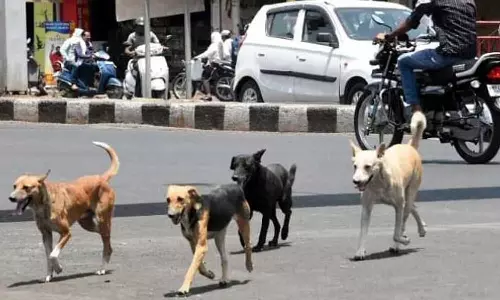 ആക്രമണകാരികളായ നായകളെ കൊല്ലാൻ അനുവദിക്കണം; കേരളത്തിന്‍റെ ഹരജി ഇന്ന് സുപ്രിംകോടതിയില്‍