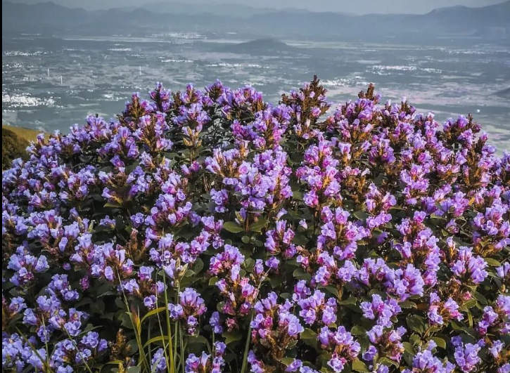 കള്ളിപ്പാറയിലെ നീലക്കുറിഞ്ഞി വസന്തം കാണാന്‍  വിനോദ സഞ്ചാരികൾക്ക് അവസരമൊരുക്കി കെ.എസ്.ആർ.ടി.സി